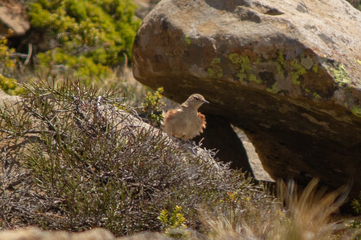 Rufous-banded Miner - ML384016951