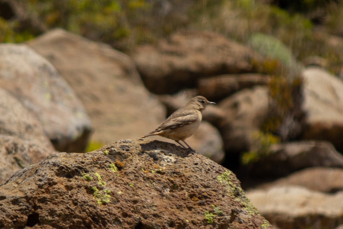 Rufous-banded Miner - ML384016961