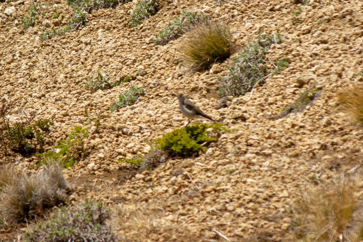 White-browed Ground-Tyrant - ML384016971