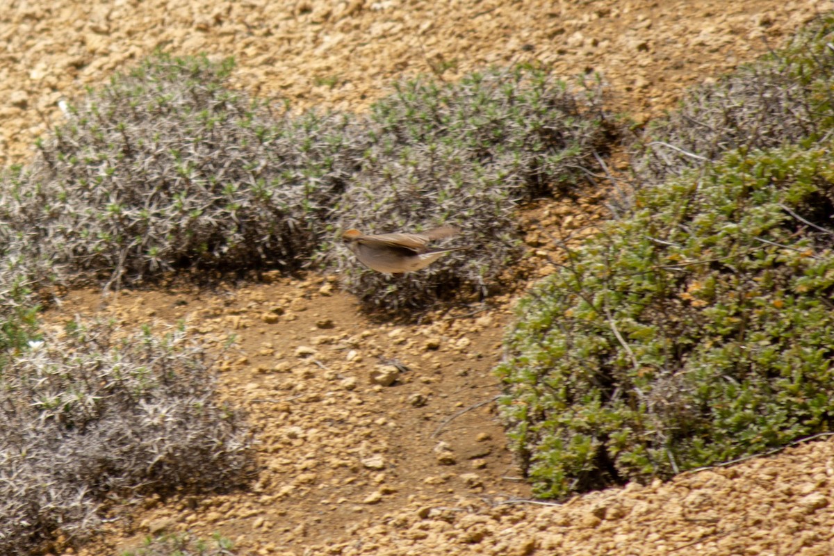 White-browed Ground-Tyrant - ML384016981