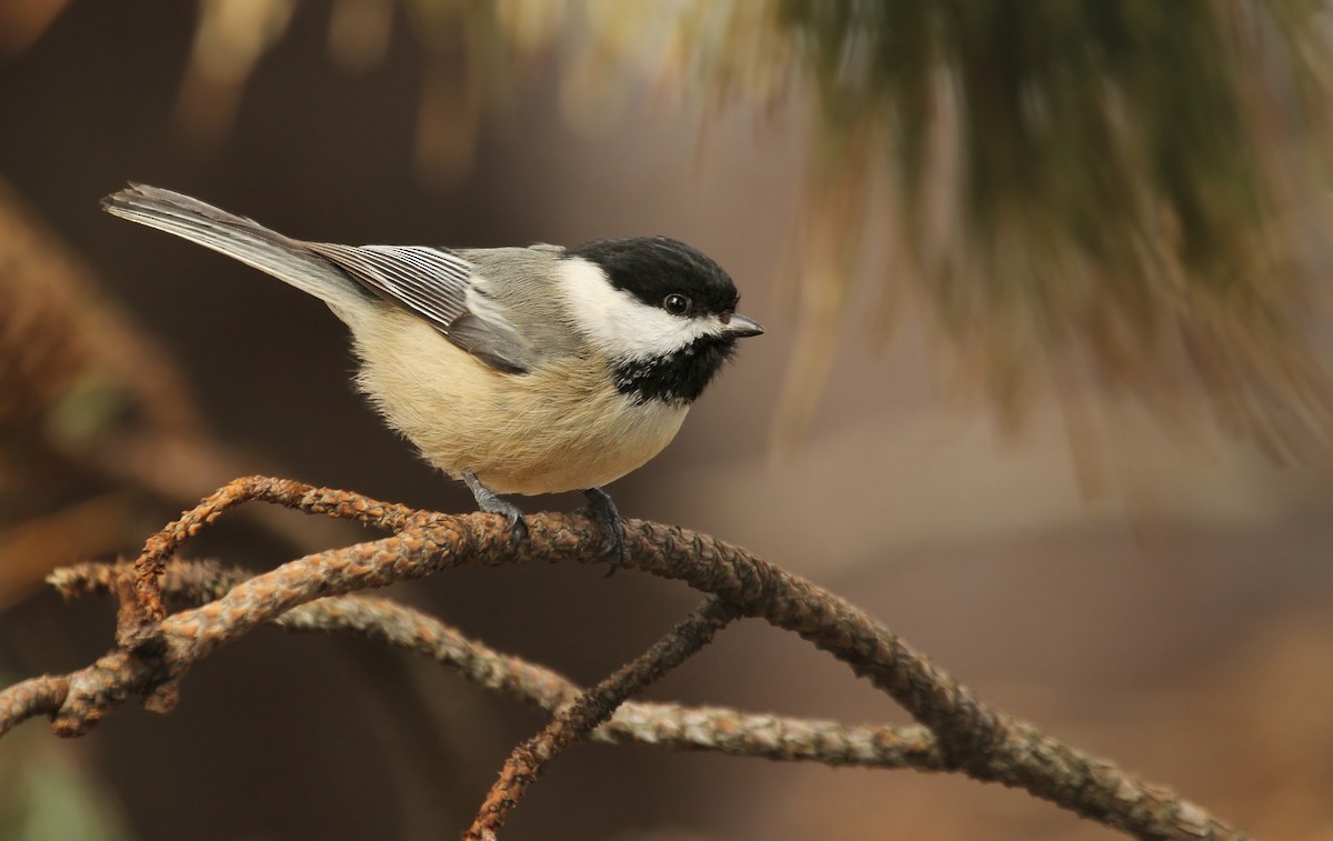 Black-capped Chickadee - ML38401701