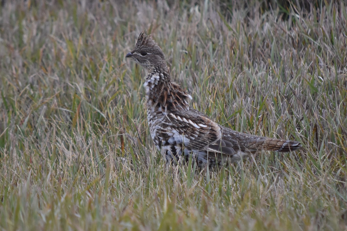 Ruffed Grouse - Gillian  Richards