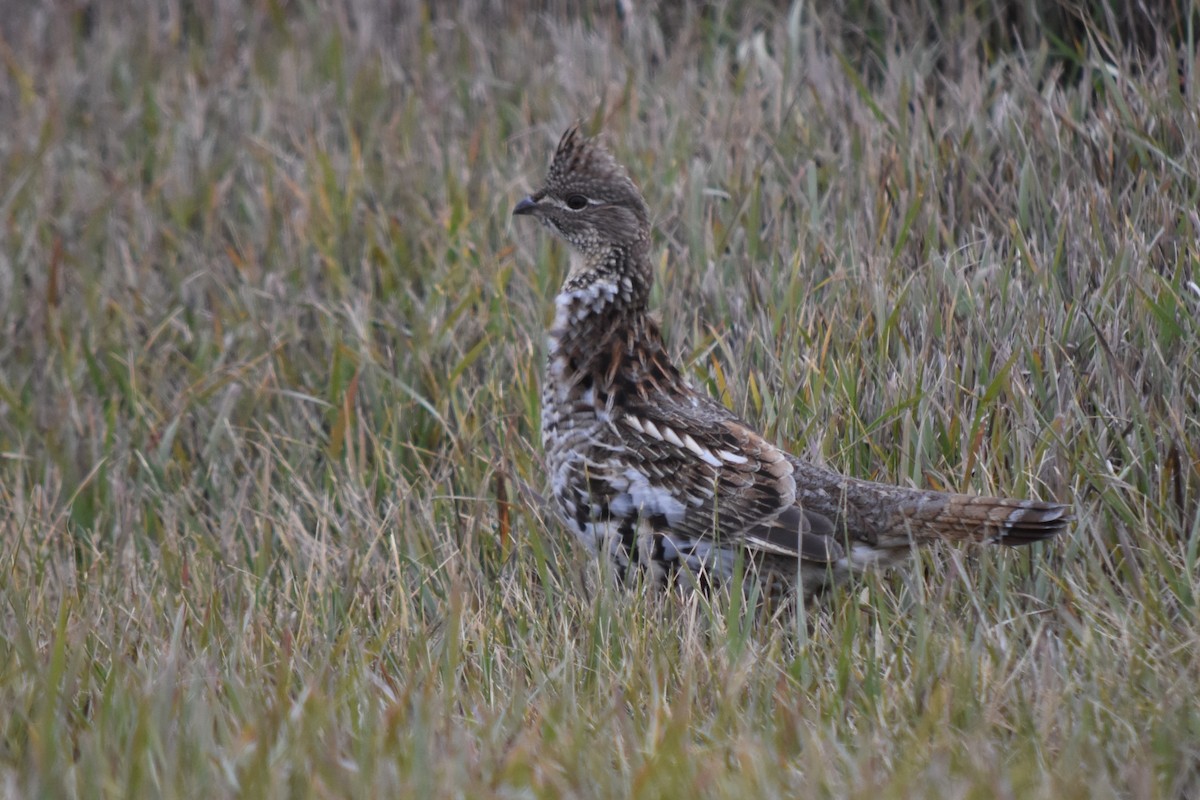 Ruffed Grouse - ML384017881