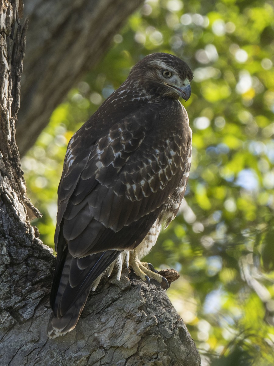 Red-tailed Hawk - ML384018141