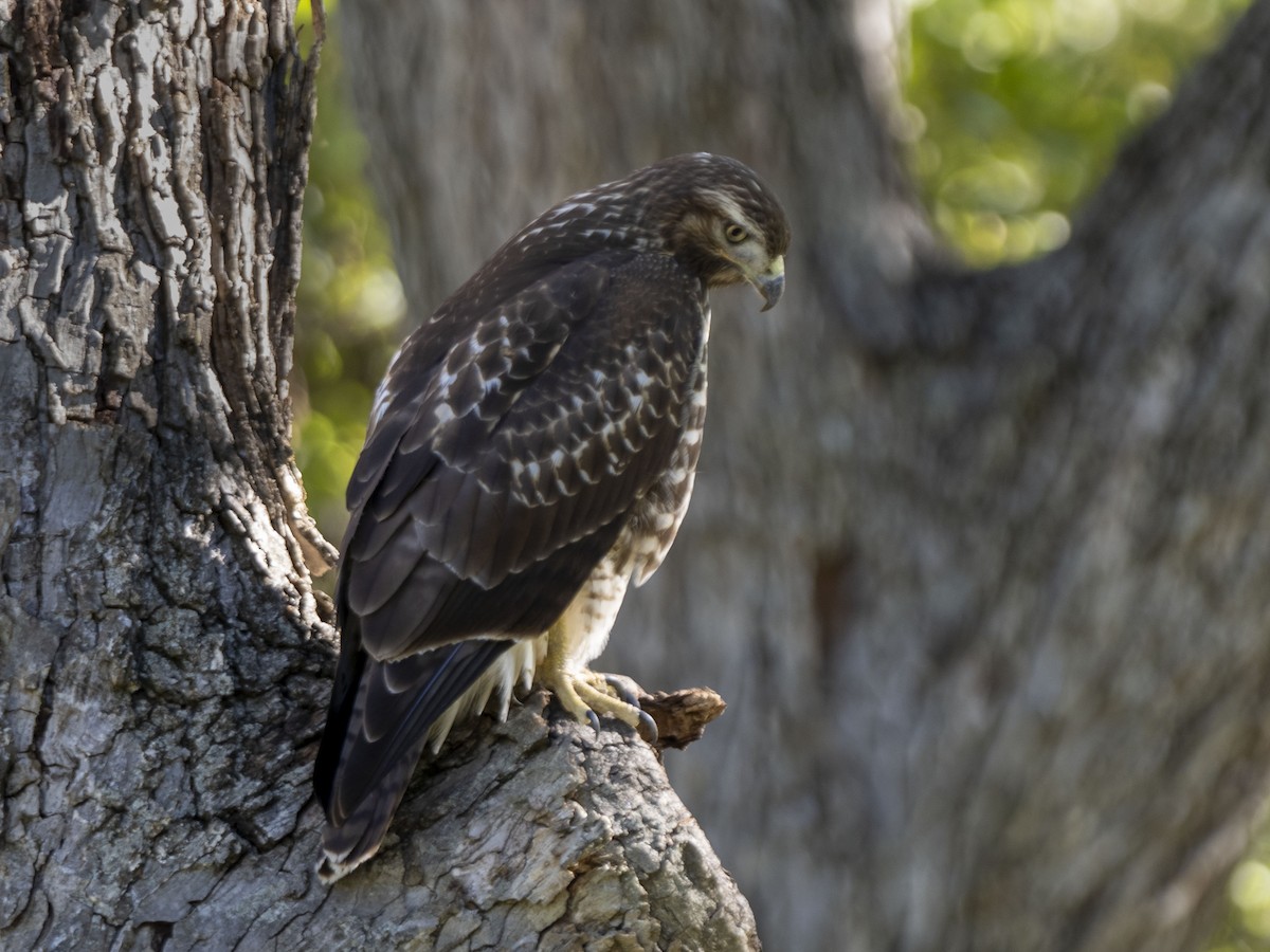 Red-tailed Hawk - ML384018151