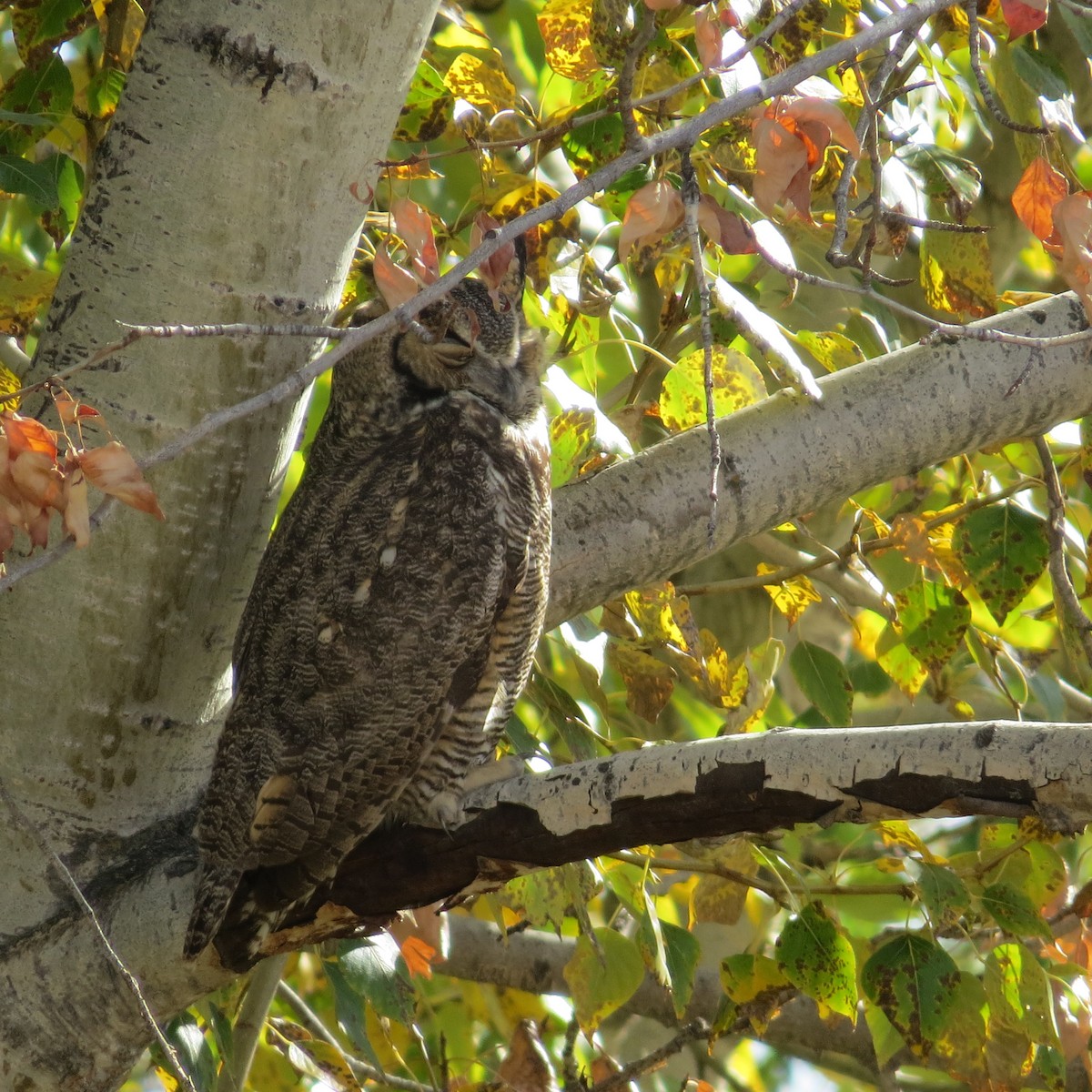 Great Horned Owl - ML384018421