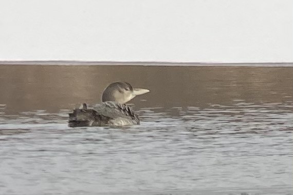 Yellow-billed Loon - Ben Lagasse