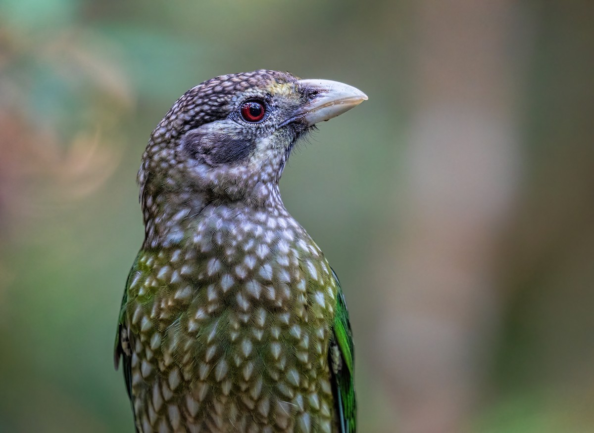 Spotted Catbird - Jill Duncan &  Ken Bissett