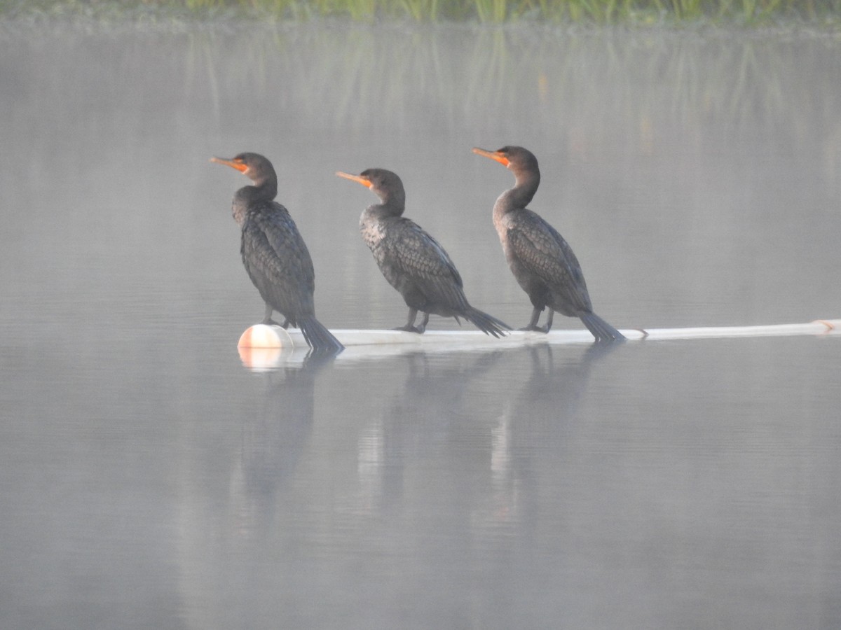 Double-crested Cormorant - ML38401971