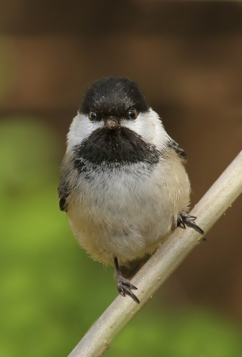 Black-capped Chickadee - ML38402001