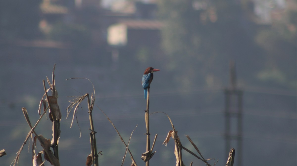 White-throated Kingfisher - ML384021161