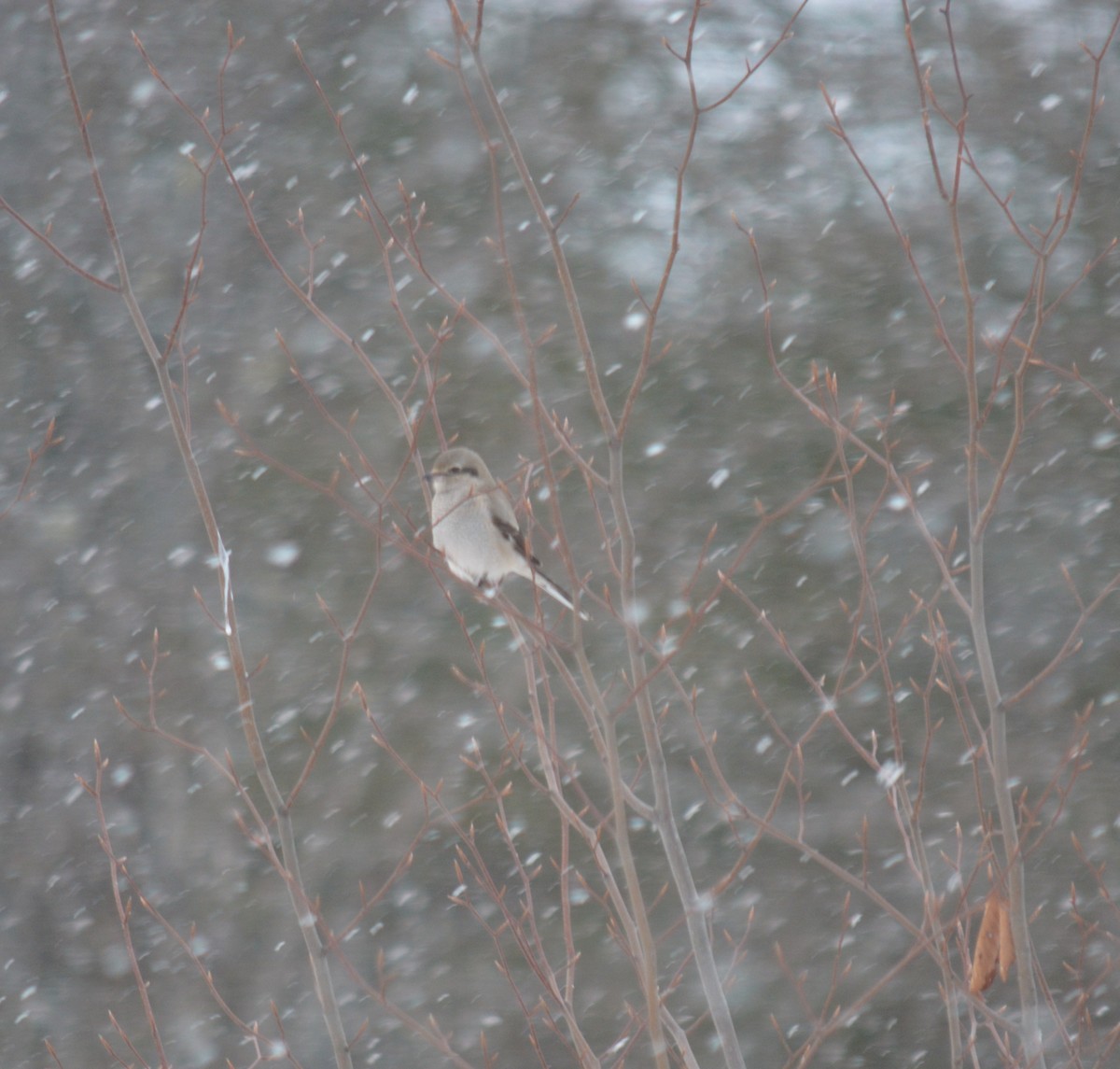 Northern Shrike - ML384022711