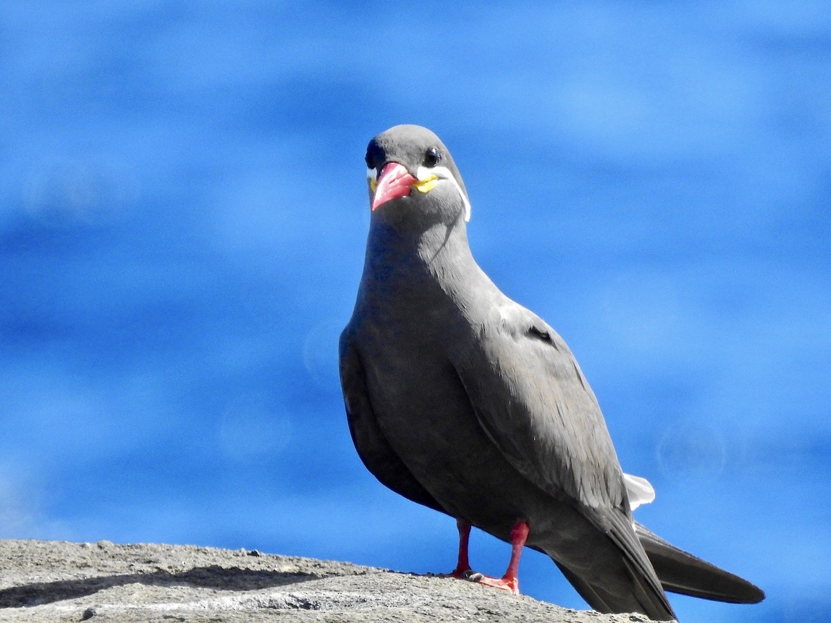 Inca Tern - ML384024641