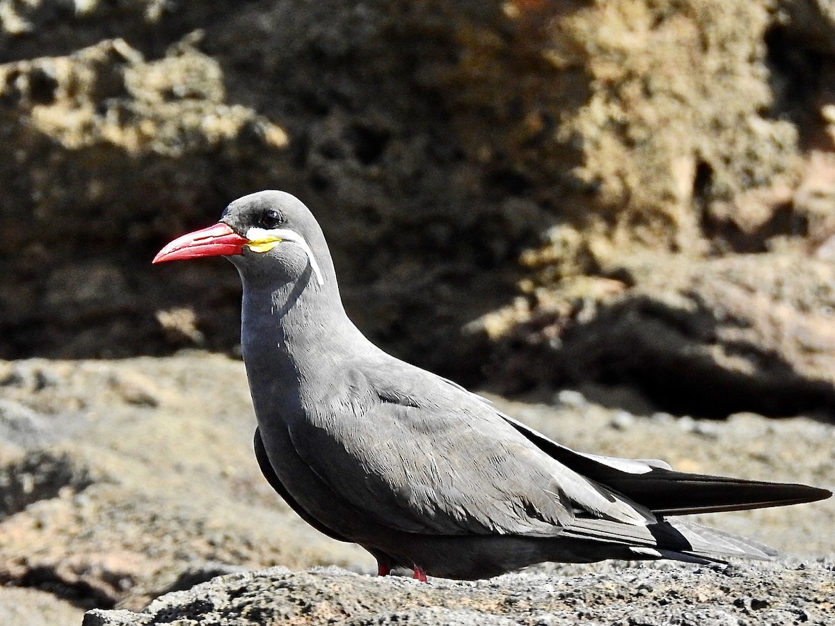 Inca Tern - Michael Young