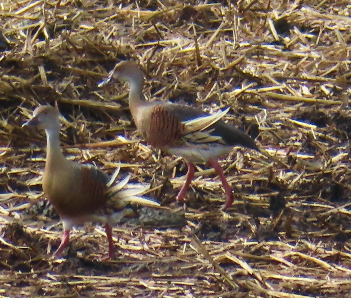 Plumed Whistling-Duck - ML384024681