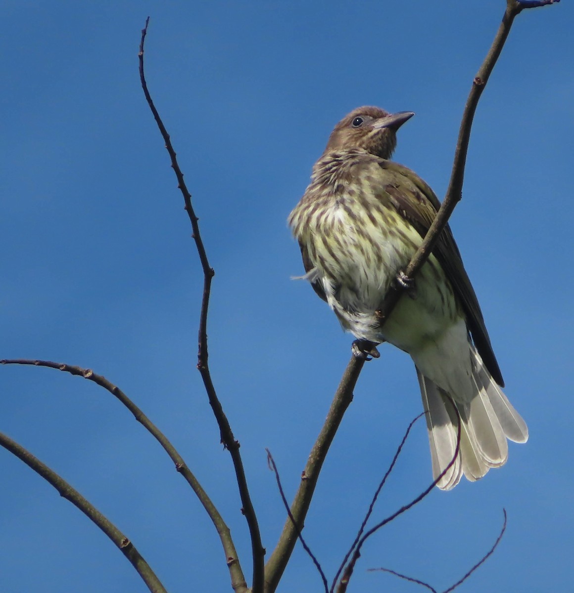 Australasian Figbird - ML384024781