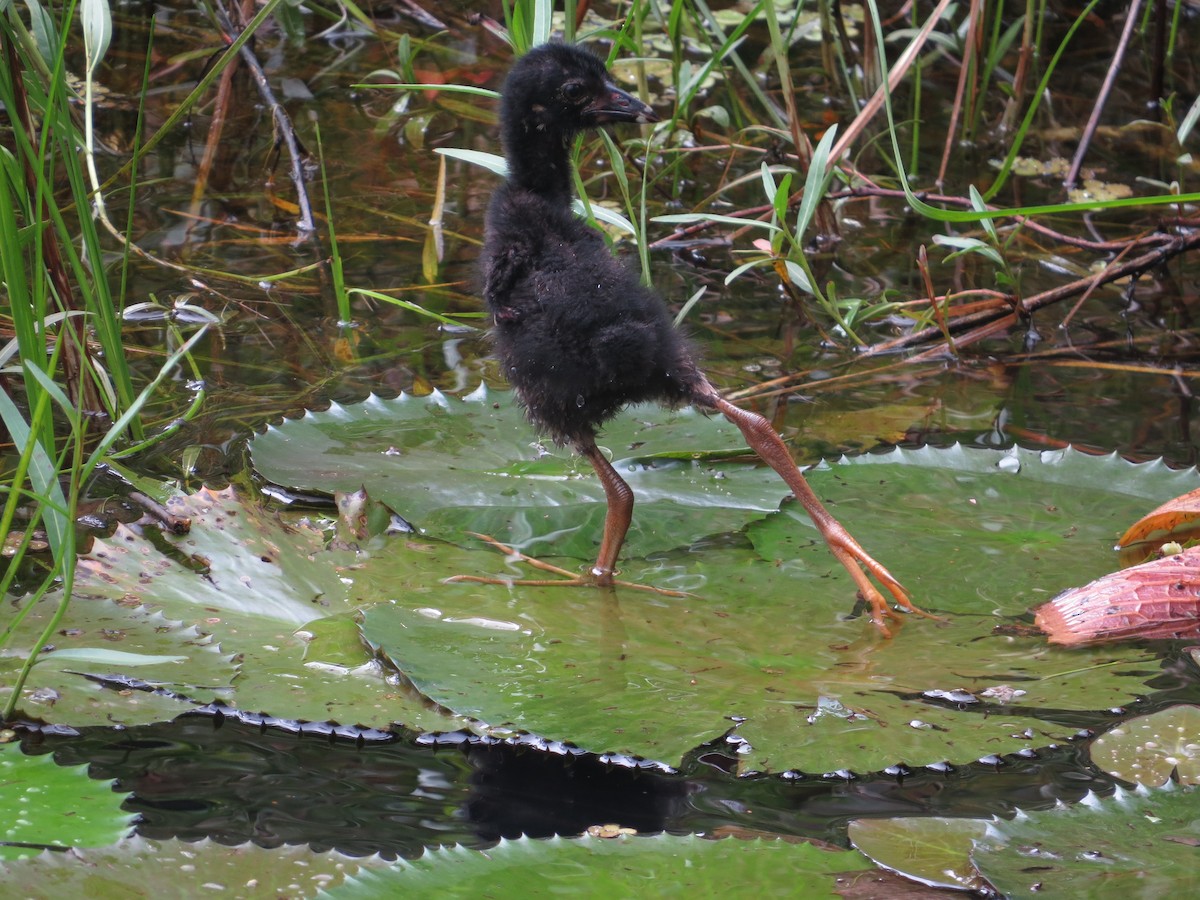 Purple Gallinule - kenneth reyes