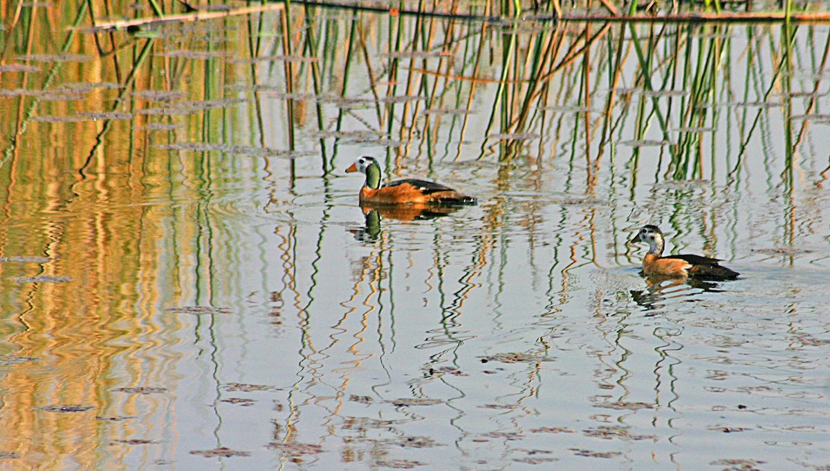 African Pygmy-Goose - ML384027741