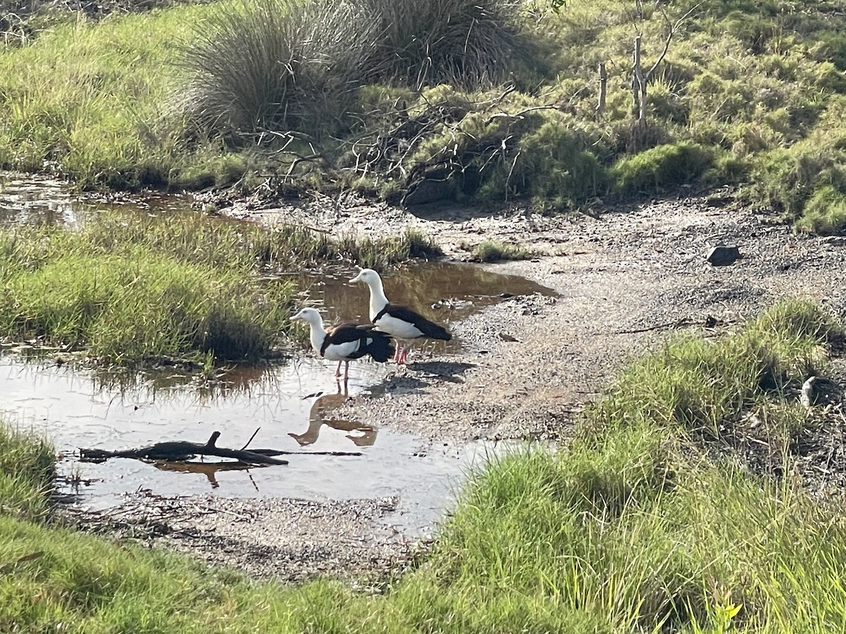 Radjah Shelduck - ML384028811