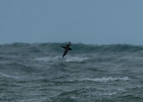 Short-tailed Shearwater - Donna Hall