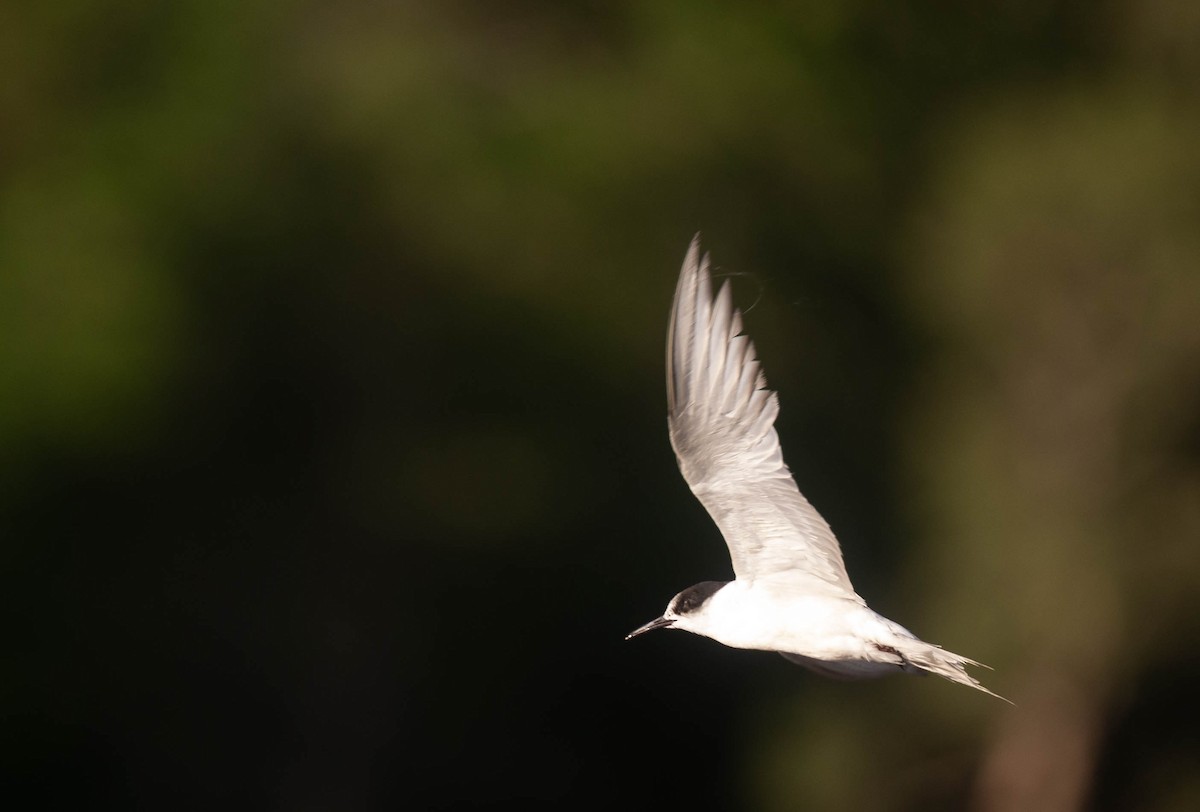 Common Tern - ML384029811