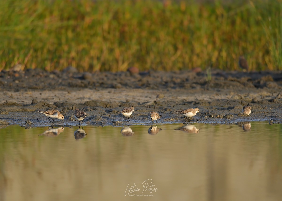 Rotkehl-Strandläufer - ML384031091