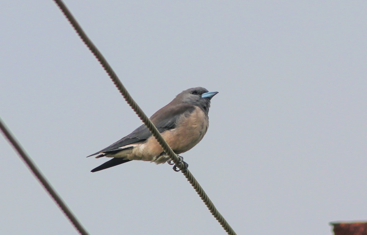 Ashy Woodswallow - ML384031921