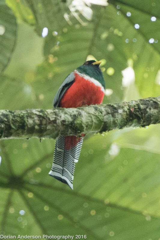 Collared Trogon - Dorian Anderson