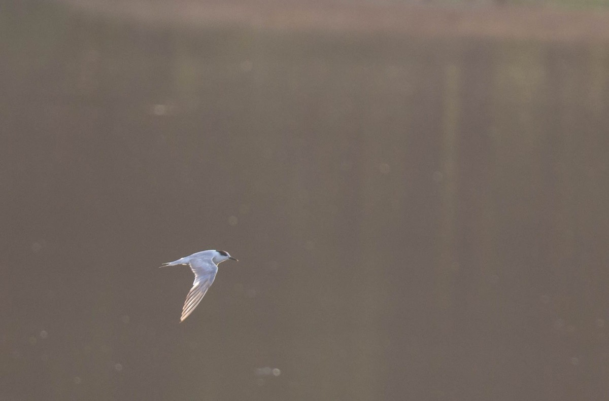 Common Tern - ML384033381