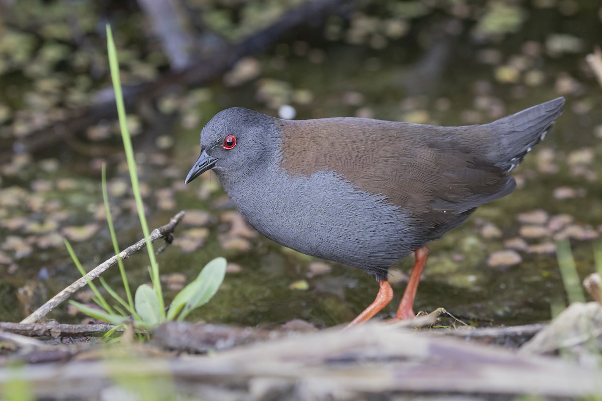 Spotless Crake - Timothy Paasila