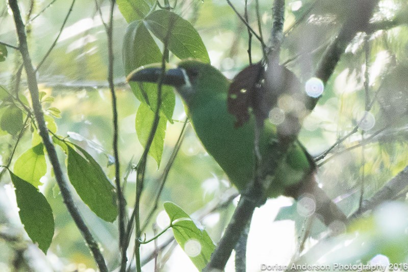 Southern Emerald-Toucanet - Dorian Anderson