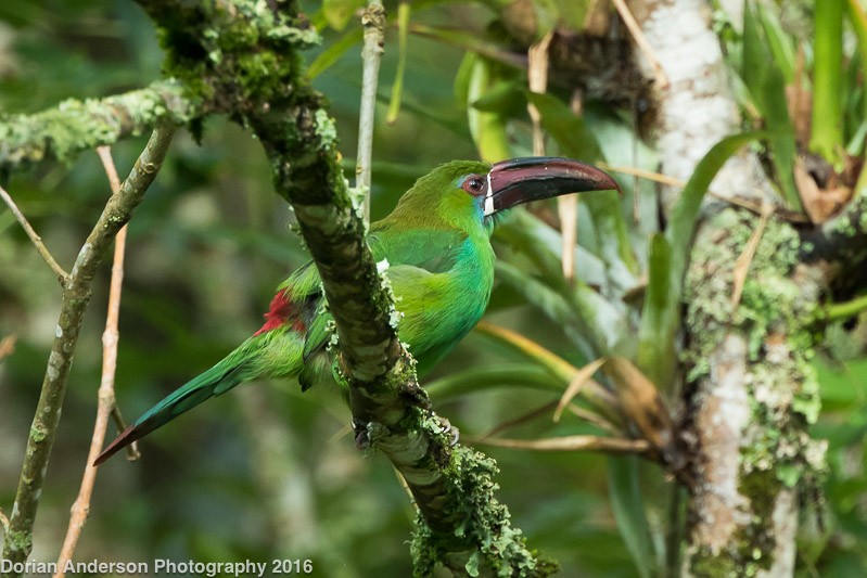 Crimson-rumped Toucanet - ML38403401