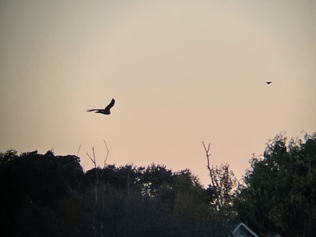 Northern Harrier - ML384034181