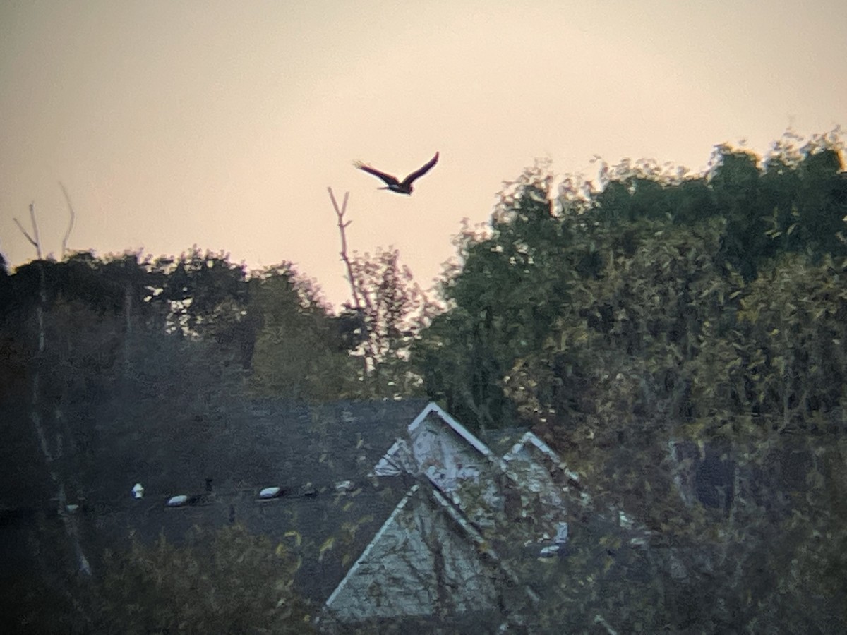 Northern Harrier - ML384034211