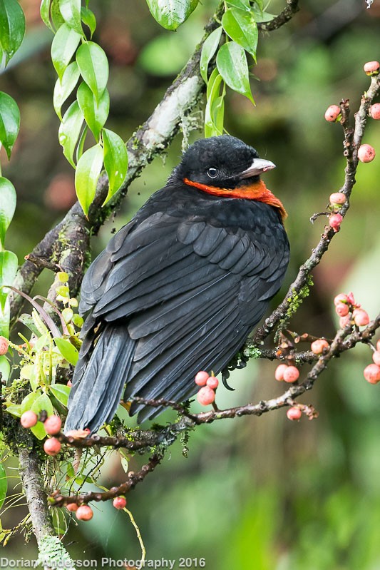 Red-ruffed Fruitcrow - ML38403461