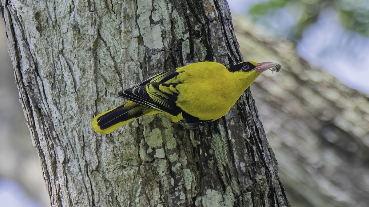 Black-naped Oriole - Soong Ming Wong