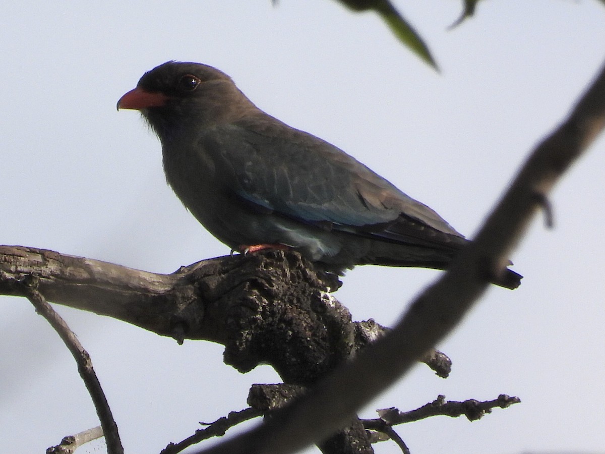 Dollarbird - ML384035041