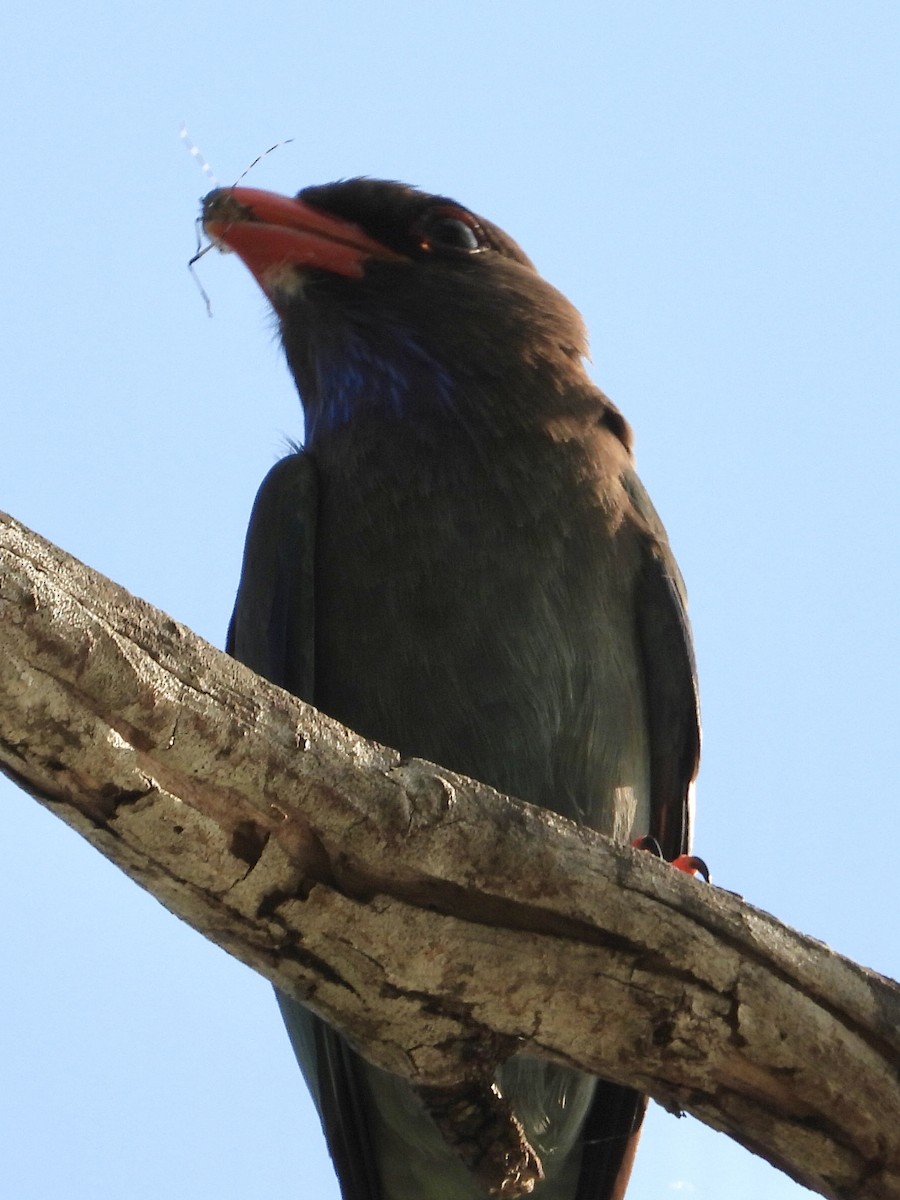 Dollarbird - ML384035061