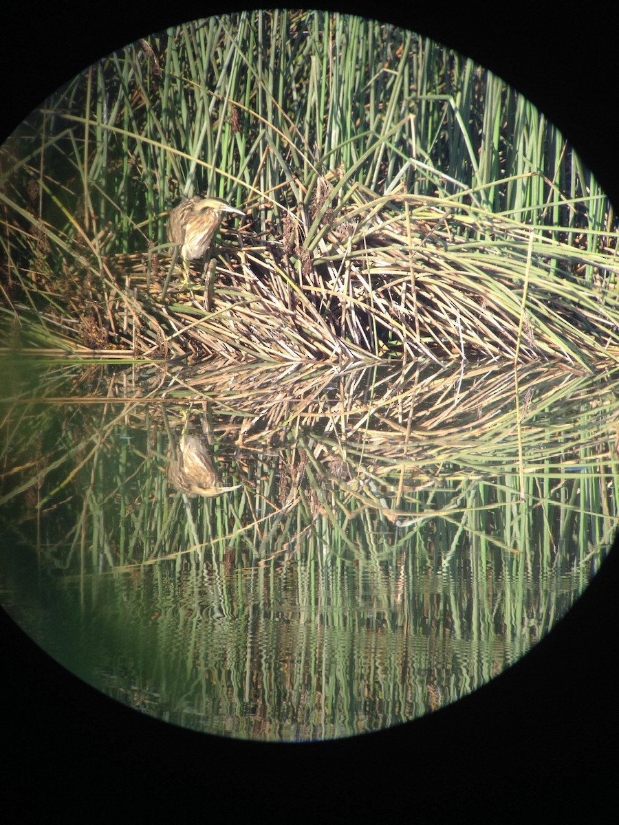 American Bittern - Steven Umland