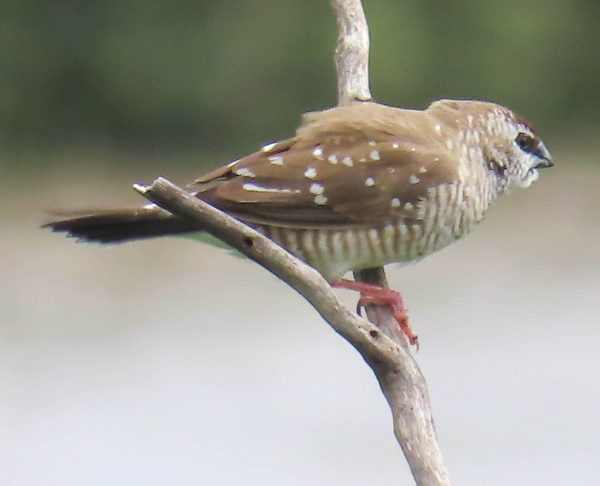 Plum-headed Finch - ML384035111