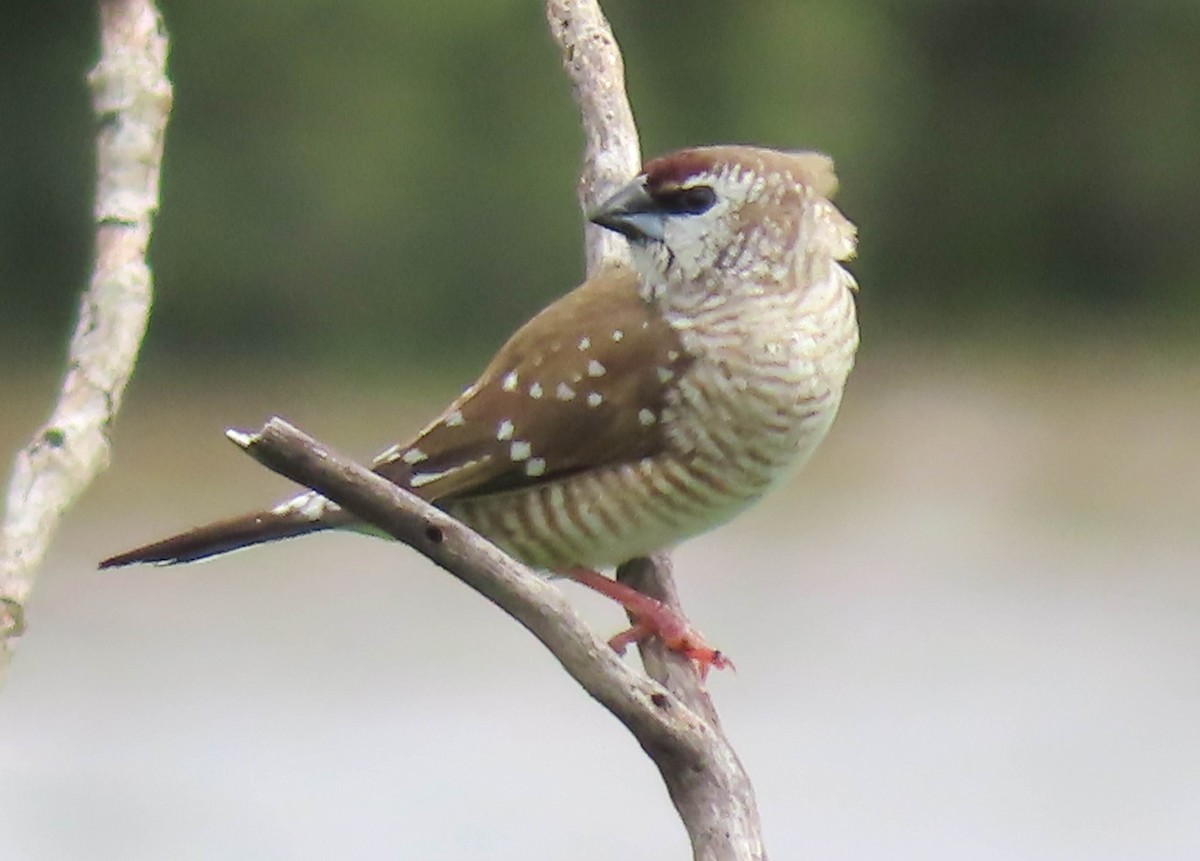 Plum-headed Finch - ML384035121