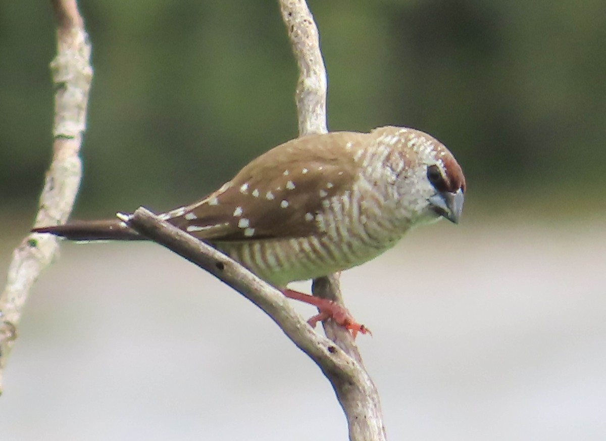 Plum-headed Finch - ML384035141