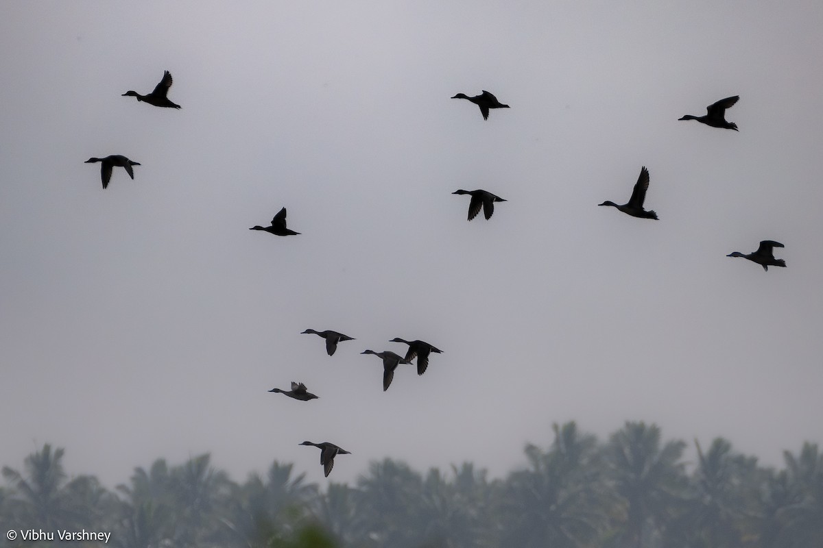 Northern Pintail - ML384035801