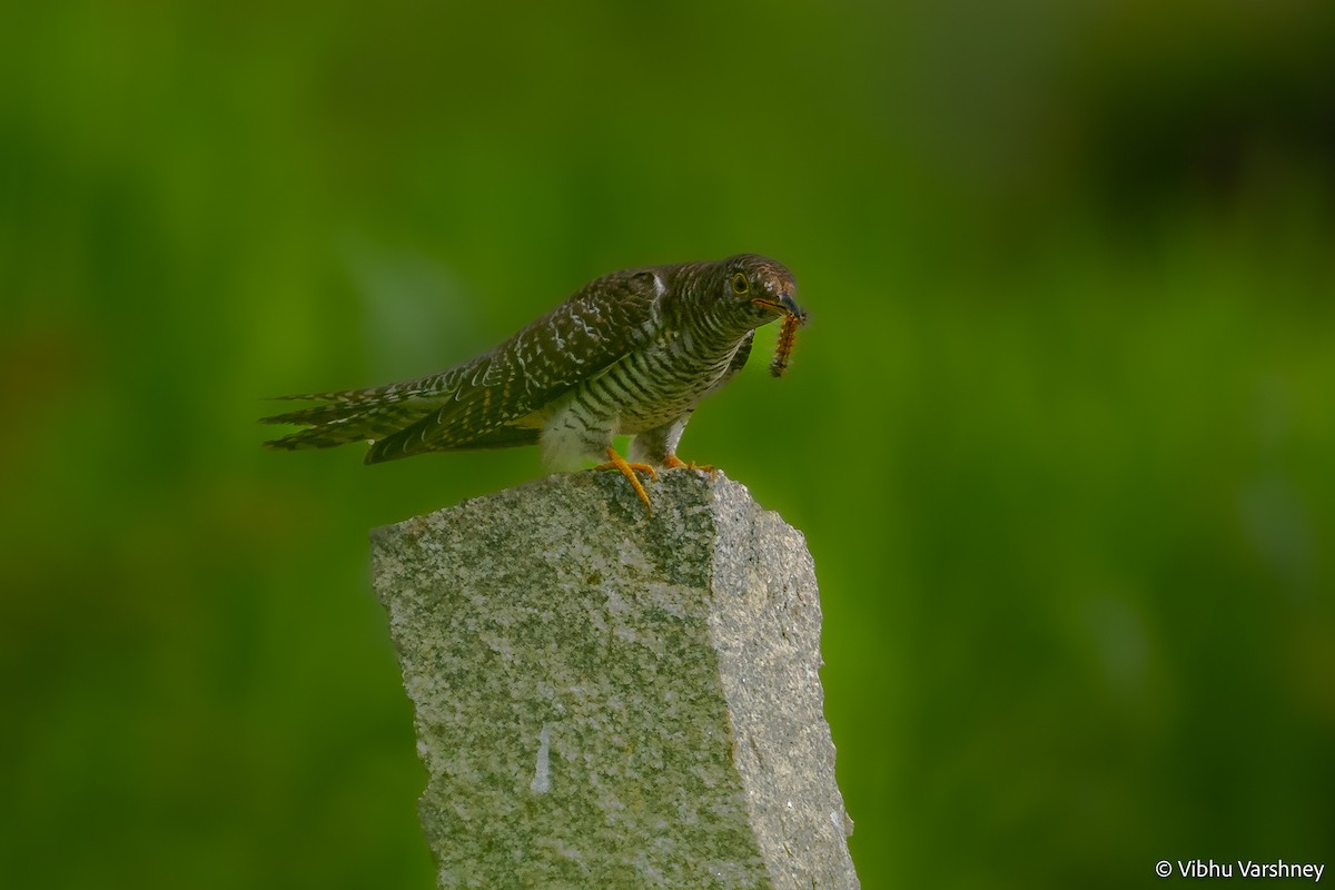 Common Cuckoo - Vibhu Varshney