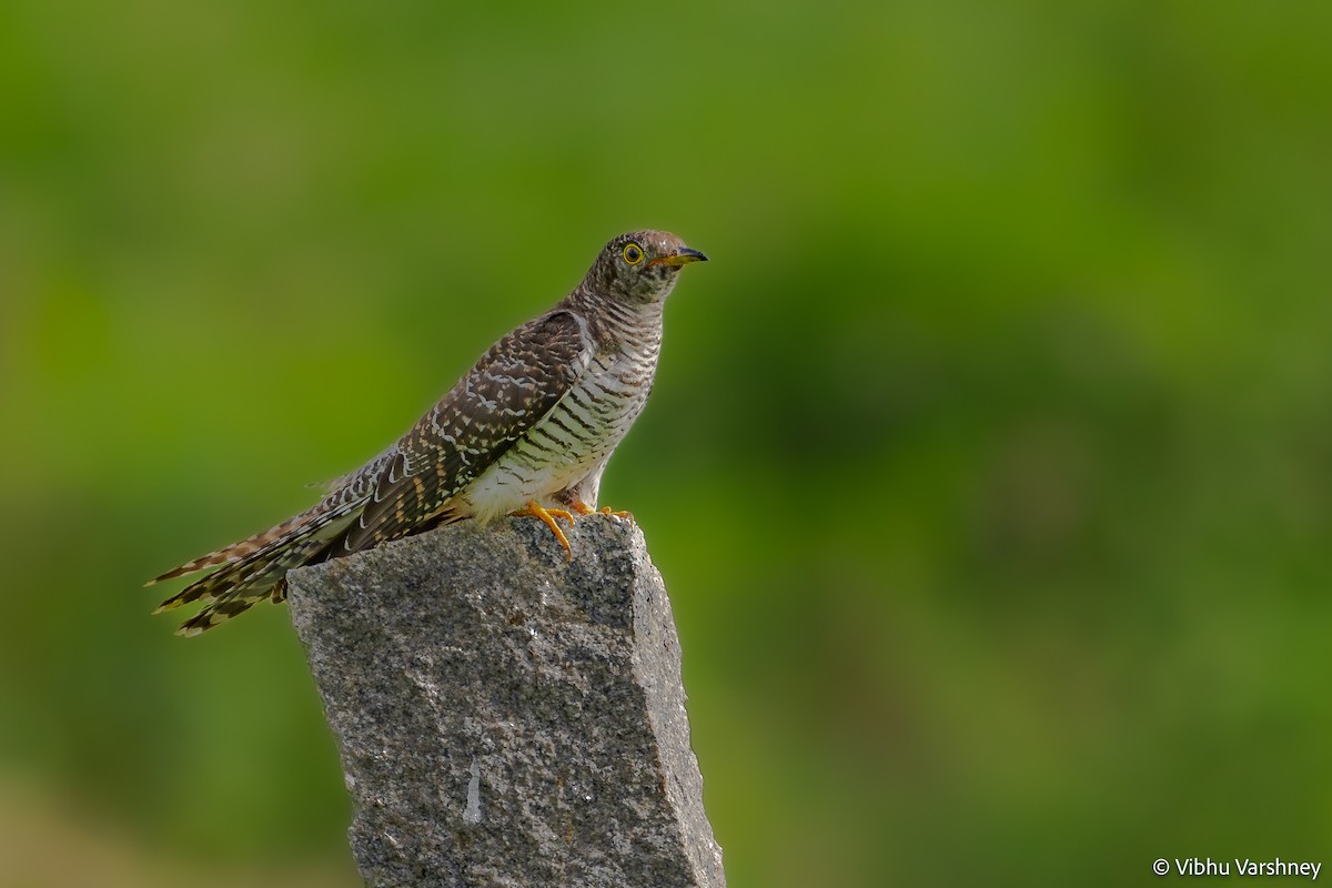 Common Cuckoo - ML384035891