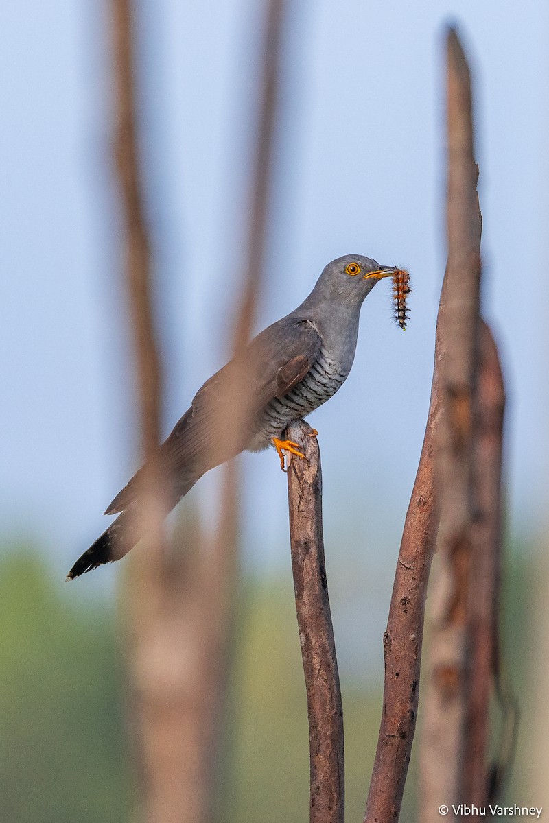 Common Cuckoo - Vibhu Varshney