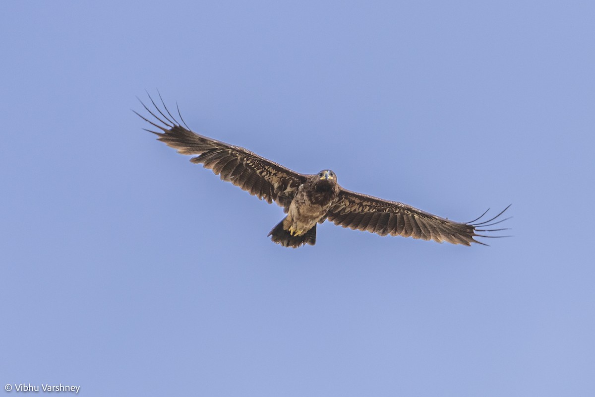 Greater Spotted Eagle - Vibhu Varshney
