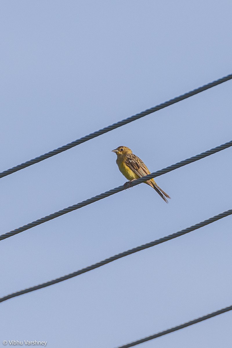 Red-headed Bunting - Vibhu Varshney