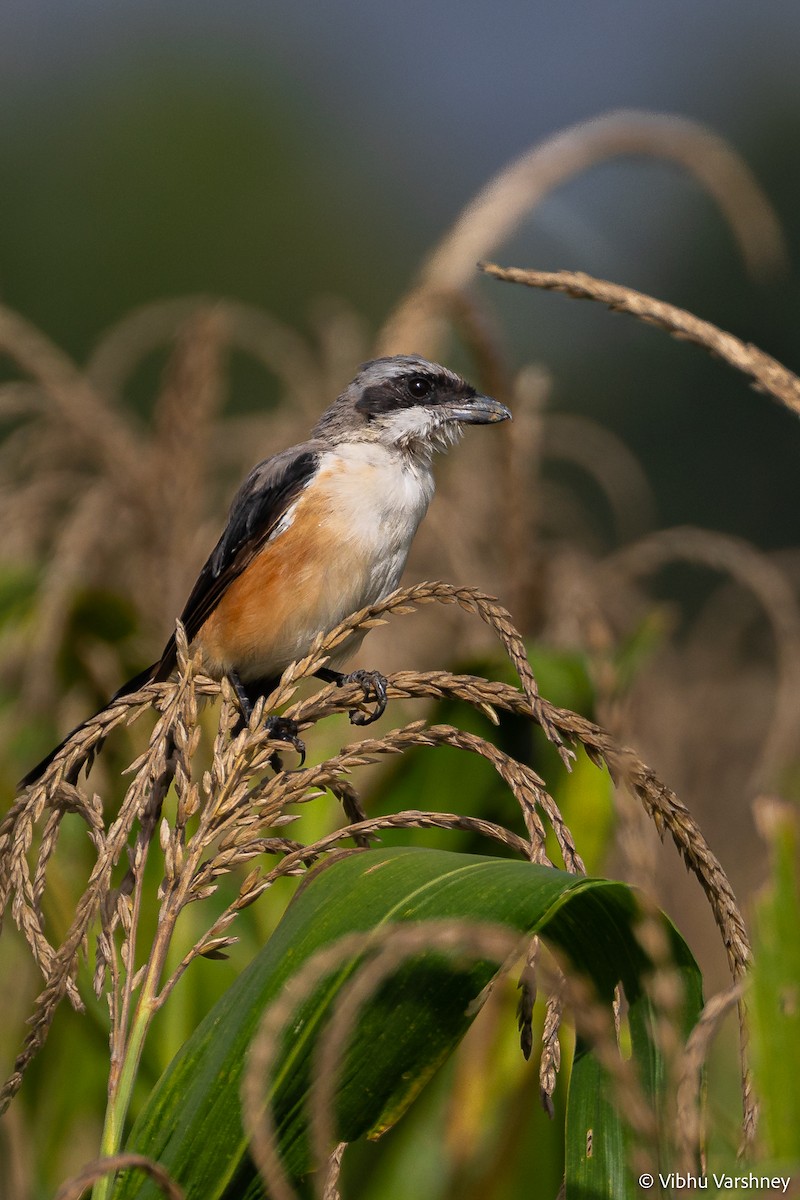 Long-tailed Shrike - Vibhu Varshney