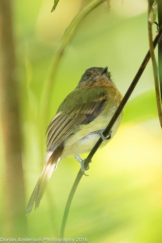 Rufous-breasted Flycatcher - ML38403661